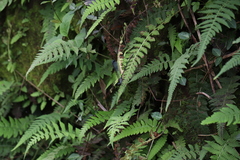 Psolodesmus mandarinus dorothea