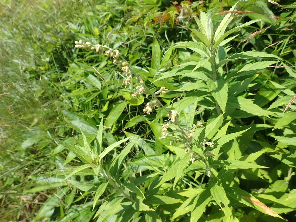 Artemisia monophylla (Hitotsuba Yomogi)