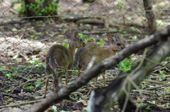 Nesotragus moschatus