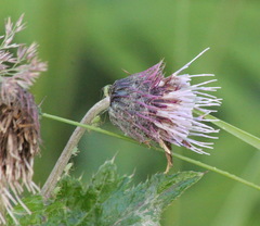 Cirsium kamtschaticum