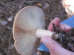 Lactarius affinis