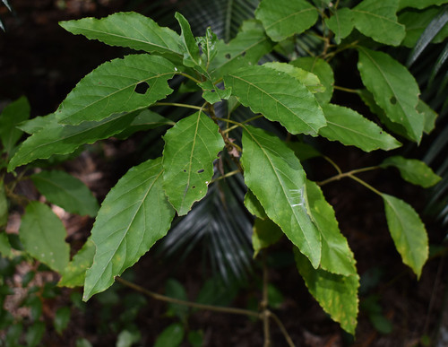 Claoxylon tenerifolium observed 2025-06-18
