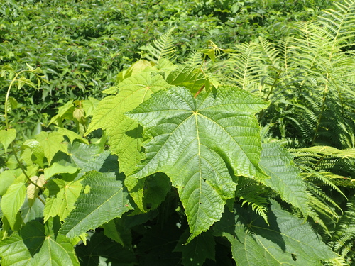 Acer nipponicum observed 2025-08-03