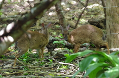 Nesotragus moschatus