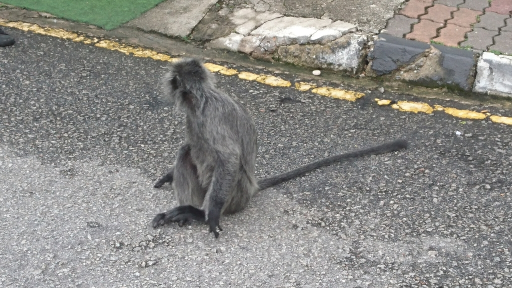 Selangor Silvery Langur