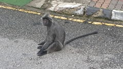 Trachypithecus selangorensis