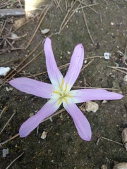 Colchicum filifolium
