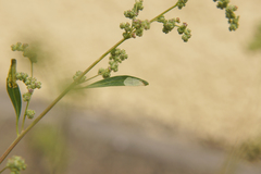 Chrysoesthia sexguttella