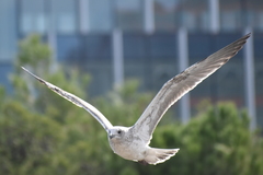 Larus fuscus
