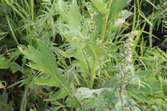 Cirsium kamtschaticum