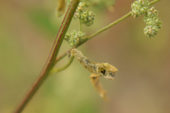 Chrysoesthia sexguttella