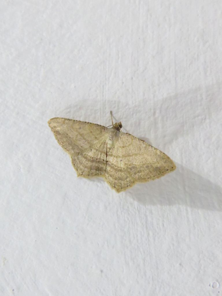 Macaria atrimacularia
