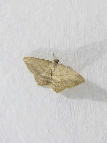 Macaria atrimacularia