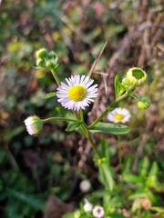 Erigeron annuus