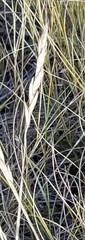 Elymus smithii