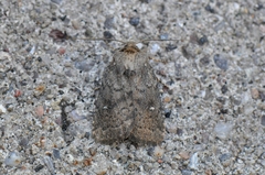 Pseudorthodes vecors