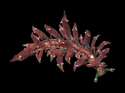 Crimson Hermaea, photo 2 of 10