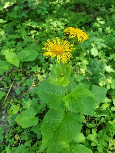 Yellow Oxeye