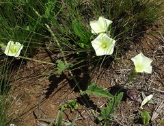 Convolvulus natalensis