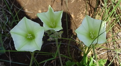 Convolvulus natalensis