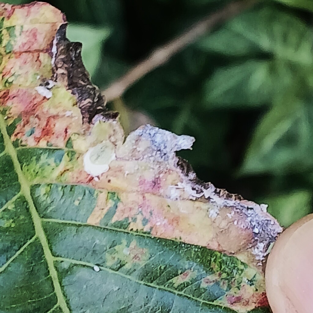 Triozoida limbata