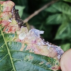 Psilídeo da goiabeira (Triozoida limbata)