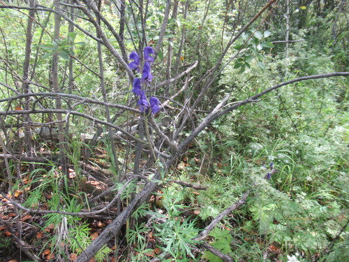 Aconitum baicalense (Aconitum baicalense)