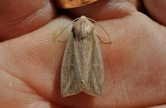 Leucania phragmitidicola