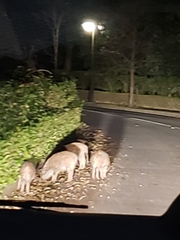 Sus scrofa leucomystax