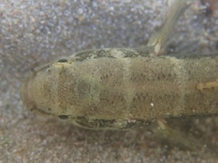 Eleotris acanthopomus