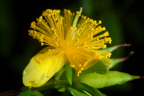 Hypericum prolificum