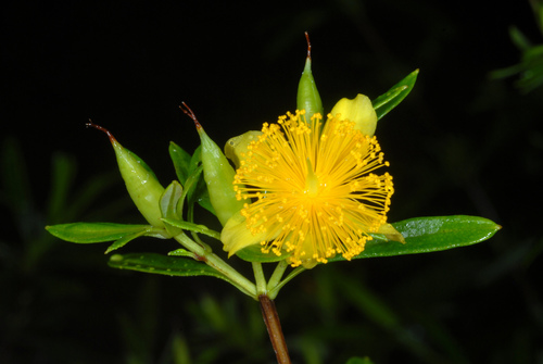 Hypericum prolificum