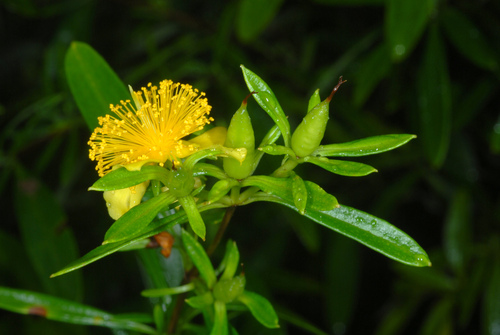 Hypericum prolificum