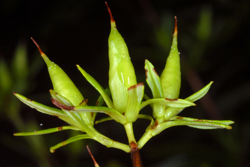 Hypericum prolificum
