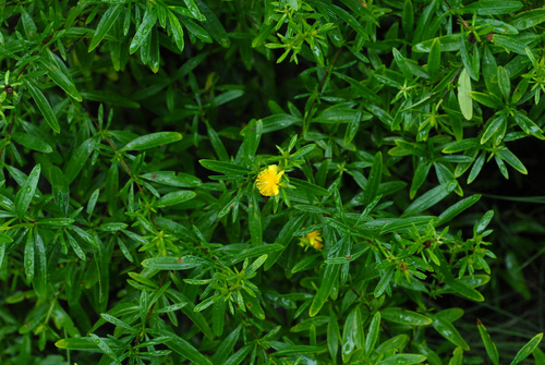 Hypericum prolificum