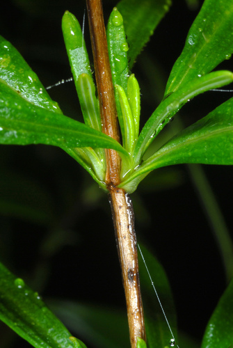 Hypericum prolificum
