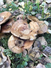 Paxillus involutus