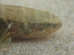 Eleotris acanthopomus