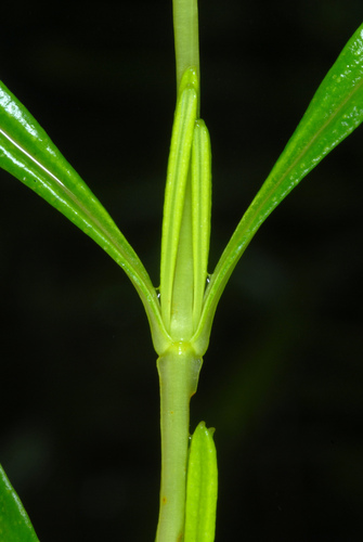 Hypericum prolificum