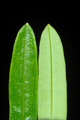 Hypericum prolificum
