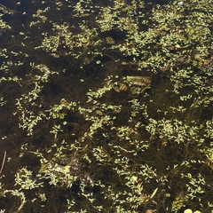 Potamogeton octandrus