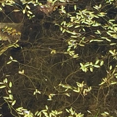 Potamogeton octandrus