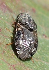 Octarthria