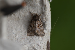 Eriopygini