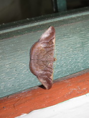 Sphacelodes quadrilineata