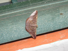 Sphacelodes quadrilineata