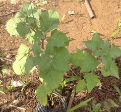 Solanum villosum