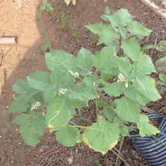 Solanum villosum