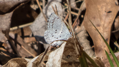 Celastrina ladon