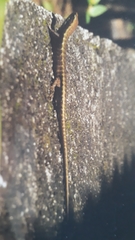 Black Snake-Eyed Skink photo 3